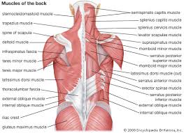 Muscle size and arrangement of muscle fascicles. Human Muscle System Functions Diagram Facts Britannica