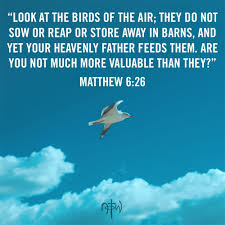 Look At The Birds Of The Air Nlt Pin On Inspirational Christian Pictures