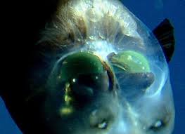 Image Result For Pacific Barreleye Deep Sea Fishing Deep Sea Sea Fish