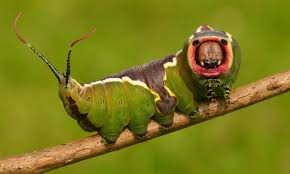 The virginia creeper sphinx moth caterpillar is a more typical hornworm, bearing a distinct horn on the tail end throughout the caterpillar period. Puss Moth