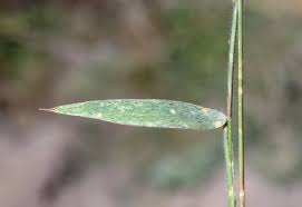 Image result for Moorochloa eruciformis