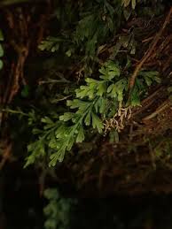 Image result for Abrodictyum