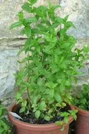 Minze Das Aromatische Heilkraut Im Eigenen Garten Plantura Minze Pflanzen Pfefferminze Pflanzen Topfgarten