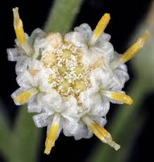 Image result for Faurea racemosa