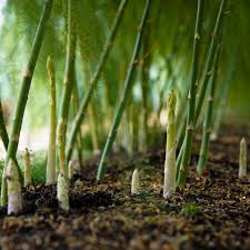 Image result for Asparagus buchananii