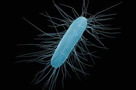 Image result for Clostridioides difficile