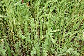 Image result for Suaeda merxmuelleri