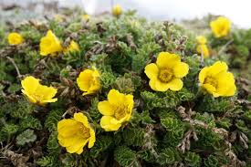 You can start the seed indoors in preparation to transplant outdoors once the threat of frost has gone. Homestead Stories Creeping Avens Insteading