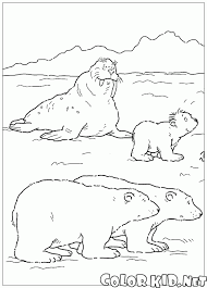 There are always a lot of the activities online. Coloring Page Walrus And Bears