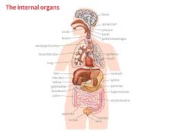 Organ Noun Definition Pictures Pronunciation And Usage Notes Oxford Advanced Learner S Dictionary At Oxfordlearnersdictionaries Com