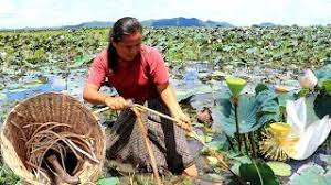 Survival In The Rainforest Find Shark Cook Young Lotus Root For Dog Eating Delicious Hd Youtube