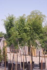 Image result for Ulmus parvifolia
