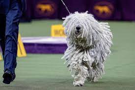 The 144th westminster kennel club dog show continues on tuesday, feb. Photos 2020 Westminster Kennel Club Dog Show Wtop