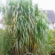 An outstanding biomass producer in temperate climates needing very little nitrogen fertilizer. Riesen Chinaschilf Aksel Olsen Miscanthus Giganteus Aksel Olsen Starkwachsendes Ziergras Und Guter Sichtschutz Native Plants