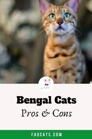Bengal Cat Personality Pros And Cons Video Bengal Cat Cat Behavior Facts Cat Personalities