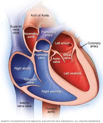 Maybe you would like to learn more about one of these? Camaras Y Valvulas Del Corazon Mayo Clinic
