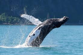 2024 Kenai Fjords and Resurrection Bay Half-Day Wildlife Cruise (Seward)