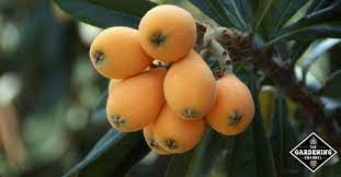 Japonica for fruiting, it is advised to buy a grafted seedling rather than growing it from seed. How To Grow Loquat Trees Gardening Channel