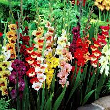 Check spelling or type a new query. 40 X Gladioli Bulbs Large Flowering Mixed Rainbow Colour Collection Colourful Summer Flowering Bulbs For Gardens Ready To Plant By Woodland Bulbs Free Uk P P Buy Online In India