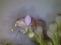 Image result for Floscopa glomerata