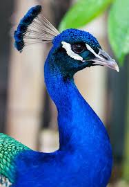 Bird With Colorful Feathers On Head Peacock Head Shot Peacock Wall Art Peacock Images Peacock Pictures