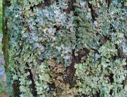 Most tree fungi consume decaying wood, but there isn't a lot of that on a healthy tree. What S That Green Stuff Growing On My Trees A Guide To Lichen Moss Precision Tree Landscape