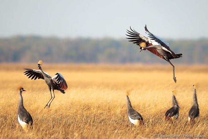 Wildlife: Birds Photos of 2022 – Edward Selfe Photo Safaris
