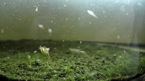 10 000 Fairy Shrimp Eggs Alive For Betta Killifish Guppy Triops Brine Artemia Freshwater Aquarium Shrimp Betta Home Aquarium