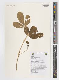 Image result for Vitex madiensis