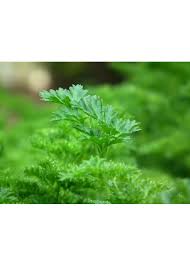 Image result for Petroselinum