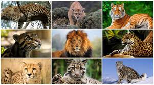 It is referred to as an old world cat. 7 Big Cats In The World Lion Cheetah Tiger Leopard Jaguar Puma Lynx