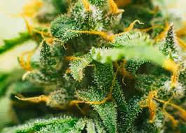 After the stretch the plant will need mainly phosphorous and potassium (pk). Cannabis Flowering Stage Best Week By Week Guide