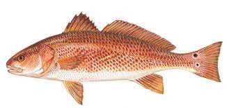 Reddrum Fish Fish Red Fish Fishing Forecast