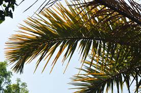 Image result for Raphia rostrata