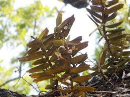 Image result for Calyptrochilum