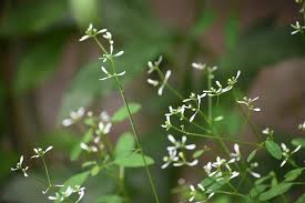 Image result for Euphorbia graminea