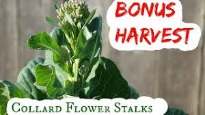 Collard greens have a slightly bitter flavor, while mustard and turnip greens have a slightly spicy, peppery one. Collard Flower Stalks Bonus Harvest Youtube