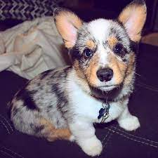 They are currently seven weeks old and will be ready for their new loving family's on april 7, 2013. Corgi Puppies For Sale Champion Corgi Pups United States Corgi Puppies For Sale Cute Corgi Puppy Corgi Puppy