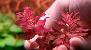 Image result for Rotala submersa