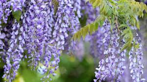 Please follow and like us i fiori con la loro bellezza hanno da sempre scandito il passare delle stagioni e con i loro colori e profumi. Si I Fiori Di Glicine Si Possono Mangiare E Sono Deliziosi La Stampa
