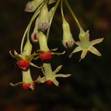 Image result for Tulbaghia alliacea