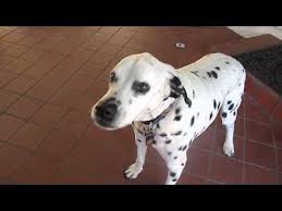 Check spelling or type a new query. Pitbull Dalmatian Mix Puppy Off 71 Www Usushimd Com