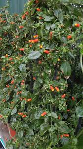 Plant database entry for candy corn vine (manettia luteorubra) with 14 images, one comment, and 24 data details. Candy Corn Vine By Mlsflamingo Foap Photo Corn Plant Ornamental Plants Vine Fence