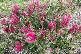 Image result for Callistemon