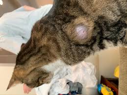 Cat diagnosed with middle ear tumor. My 16 5 Year Old Cat Has Had This Tumor For A Couple Of Years It Has Slowly Gotten Larger And Now It Looks Pretty Gross In Terms Of Petcoach