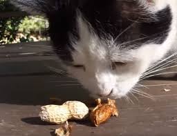 Can Kittens Eat Nuts Therugbycatalog Com