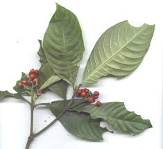 Image result for Psychotria auxopoda