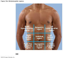 Hypochondriac region either of the abdominal regions that are in superior lateral locations, one on the left (left hypochondriac region) and one on the right (right hypochondriac region) of the epigastric region; Figure 1 1 Surface Anatomy Cephalic Otic Occipital