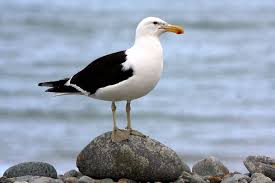 Gulls, or colloquially seagulls, are seabirds of the family laridae in the suborder lari.they are most closely related to the terns (family sternidae) and only distantly related to auks, skimmers and even more distantly to waders.until the 21st century, most gulls were placed in the genus larus, but that arrangement is now considered polyphyletic, leading to the resurrection of several genera. Southern Black Backed Gull New Zealand Birds Online