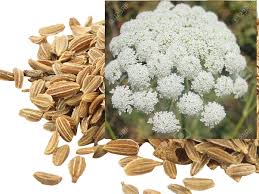 Can you grow carrots from carrot tops? Where Do Carrot Seeds Come From Quora